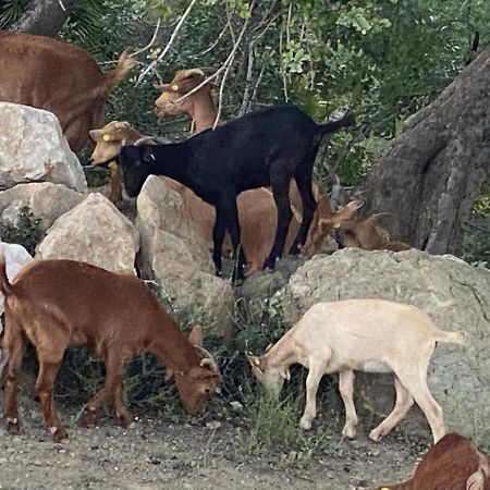 Cortijo Las Palmeras El Chorro アロラ エクステリア 写真
