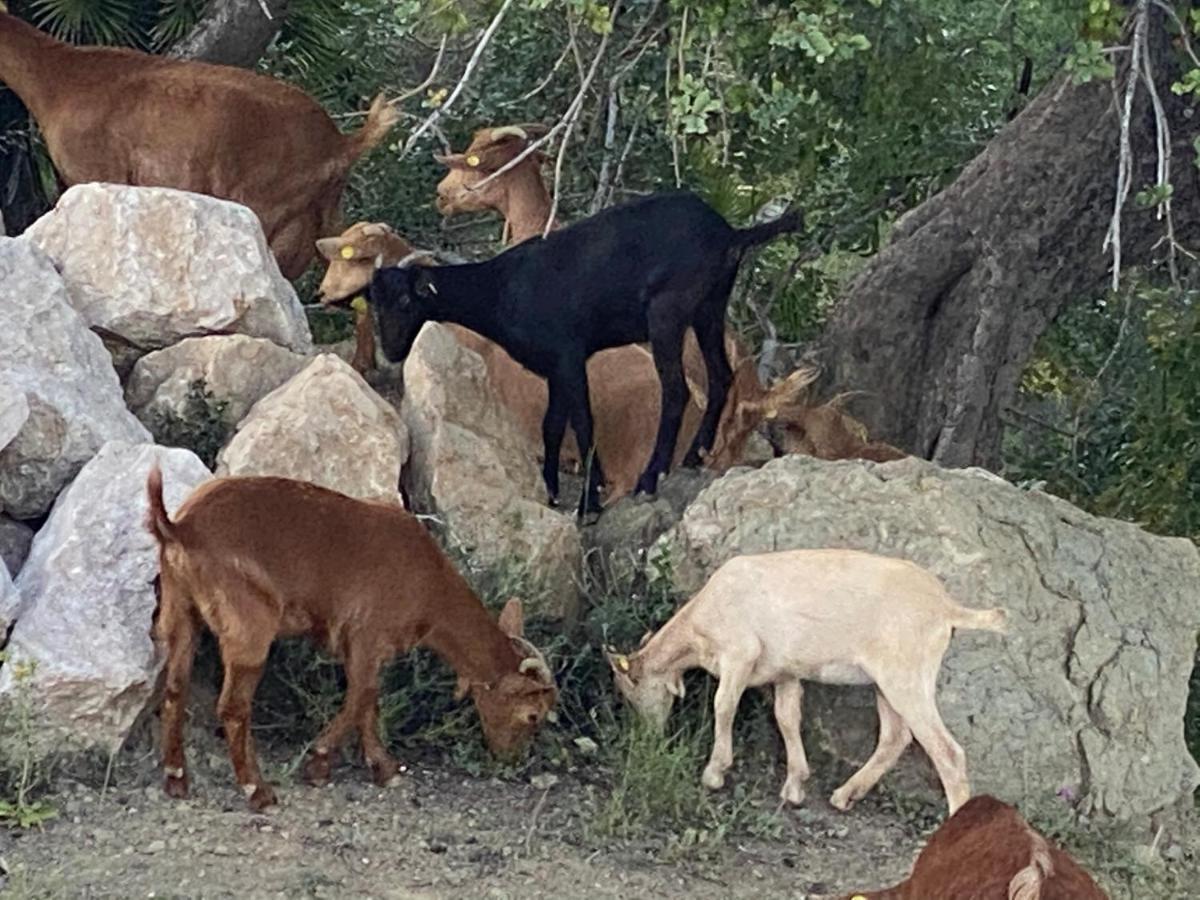 Cortijo Las Palmeras El Chorro アロラ エクステリア 写真